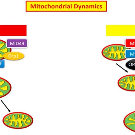 Demonstration Of Dysfunctional Mitochondrial Fission And Fusion