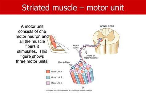 Ppt Muscles Powerpoint Presentation Free Download Id3320044