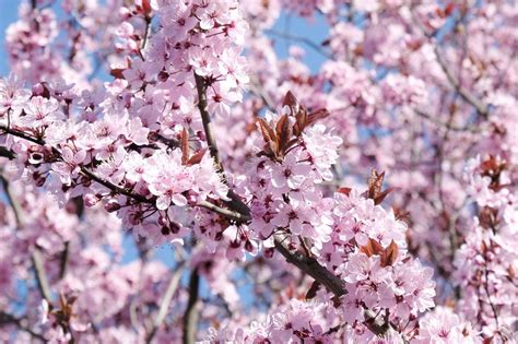 Avant le printemps adoptez des cerisiers à fleurs pour une ambiance