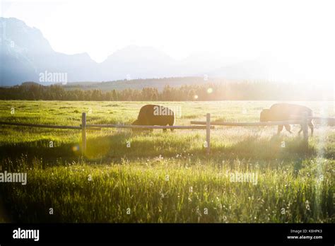 American Bisons Grazing On Grassy Field At Grand Teton National Park