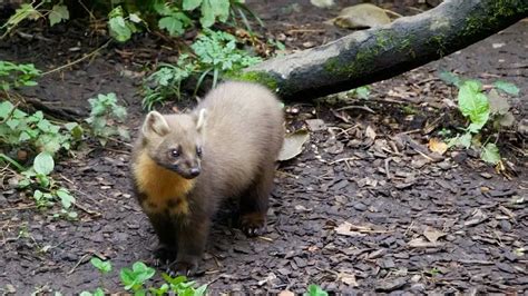 Fun Pine Marten Facts For Kids | Kidadl