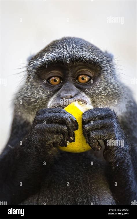 Funny Monkey Eating A Lemon With The White Wall On Background Stock