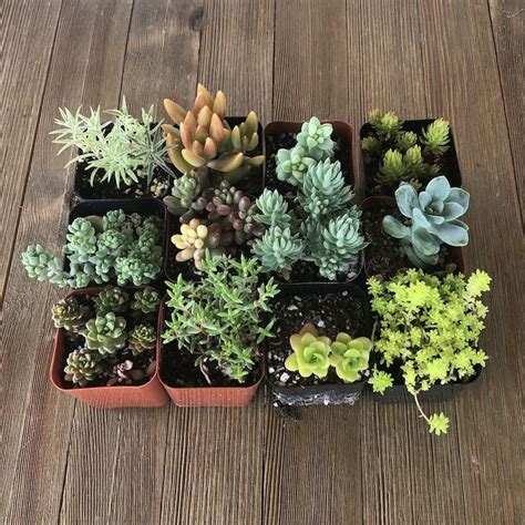 Sedum Assorted Succulents - Stronecrop Collection - For Sale Online– Harddy