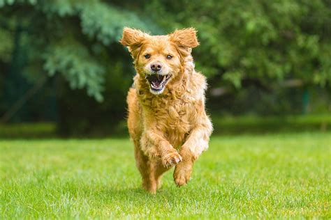 Nail Your Dog Photography Action Shots Every Time Fstoppers