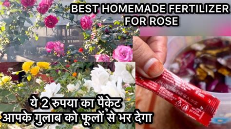 Best Homemade Fertilizer For Rose Plant Fertilizer For Rose Plant Rose