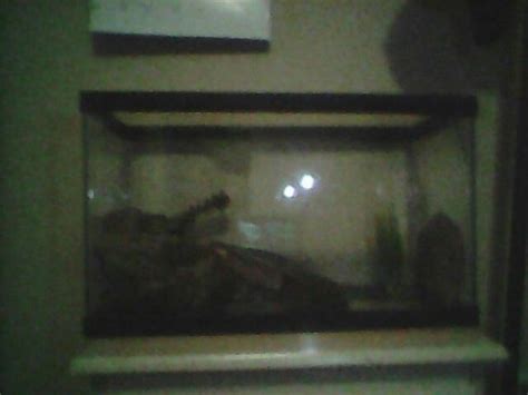 Fire belly newt tank setup Newt, Setup, Aquarium, Fire, Tank, Goldfish ...