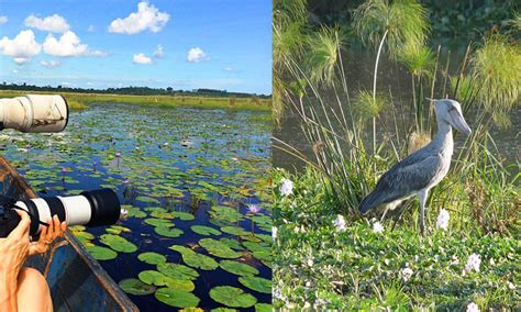 Birding In Mabamba Bay Wetland Uganda Biriding Tours