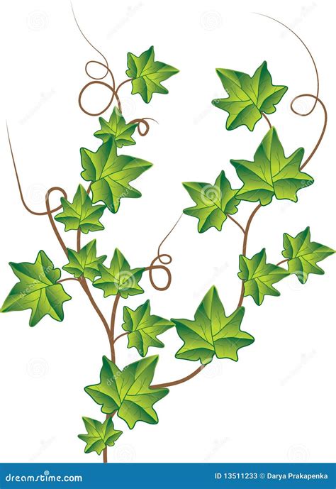 Green Ivy Vector Illustration Cartoon Vector Cartoondealer