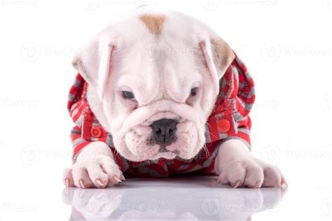 Baby English bulldog 22861138 Stock Photo at Vecteezy