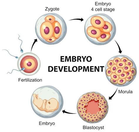 Free Vector Human Embryonic Development In Human Infographic