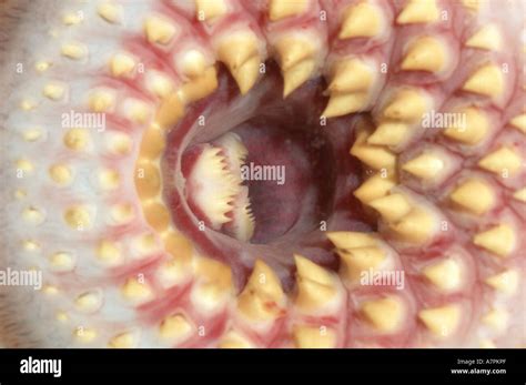 Sea Lamprey Petromyzon Marinus Teeth Germany Stock Photo Alamy