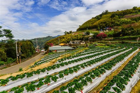 2023苗栗景點地圖》帶你玩超過25個苗栗熱門景點桐花一日遊！