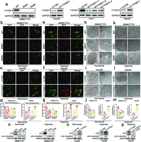 Ythdf Promotes Hypoxia Induced Autophagy In Hcc Cell Lines A Protein