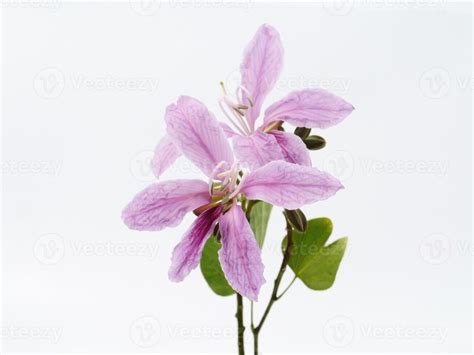 Bauhinia purpurea flower 37144388 Stock Photo at Vecteezy