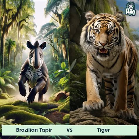 Tiger Vs Tiger Pt Br - Tiger: Predator-Prey Interactions, Fights, and Aggressive Behaviors ...