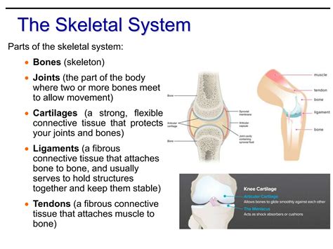THE SKELETAL SYSTEM - The functions of bone Classification and