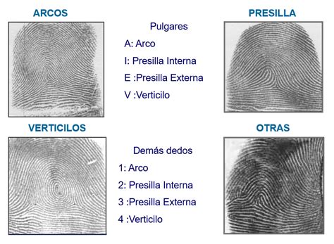 Biometría De Huellas Dactilares Conceptos Básicos Itsoftware