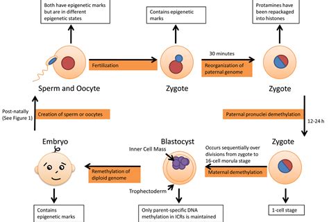 Frontiers Epigenetic Memory In Mammals