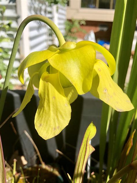 Sarracenia Flava Var Maxima Triffid Park Victorian Clone Flickr