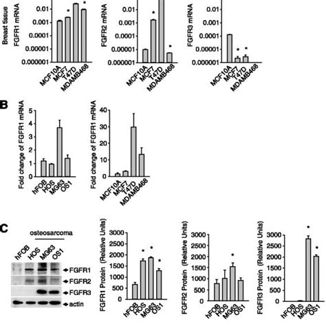 Expression Of Fgfr In Cells From Breast And Bone Tissue A Fgfr Mrna