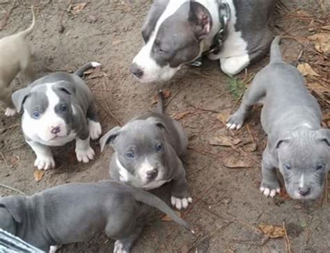 American Pit Bull Terrier Puppies For Sale San Antonio Tx 232668