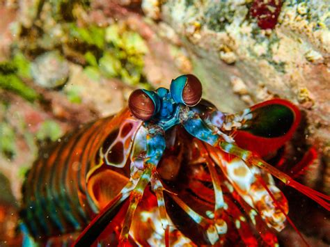 Download Vibrant Peacock Mantis Shrimp Wallpaper