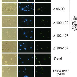 Nucleolar localization of U4 and U5 snRNA. (a) Fluorescein-labeled U4 ... 