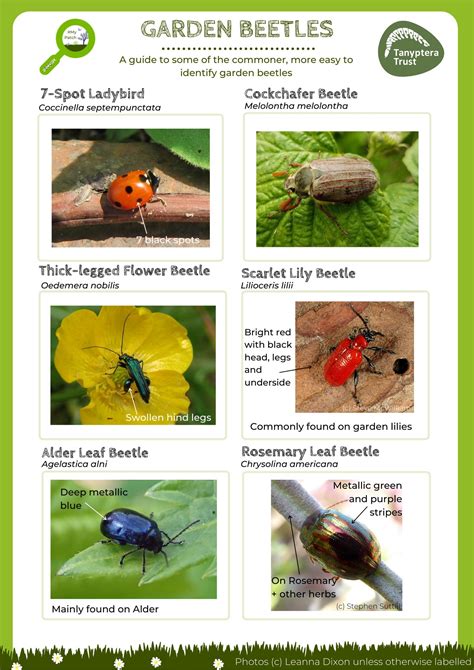 Garden Beetle Guide - North West Invertebrates