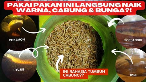 PAKAN TERBAIK CHANNA MARU UNTUK PERANGSANG WARNA CABUNG BUNGA CHANNA