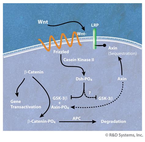 Wnt Receptors Pathways R D Systems