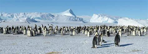 7 Types of Penguins found in Australia (2025) - Bird Watching HQ