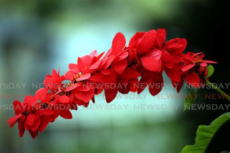 Pictures Of The National Flower Of Trinidad And Tobago | Best Flower Site