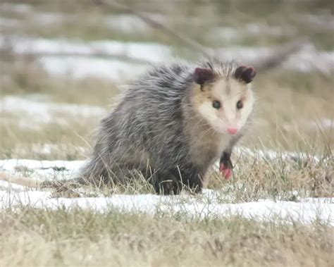 Virginia Opossum - Facts, Diet, Habitat & Pictures on Animalia.bio