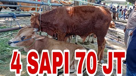 4 SAPI HARGA 70 JUTA DI PASAR HEWAN PELAIHARI TANAH LAUT KALIMANTAN