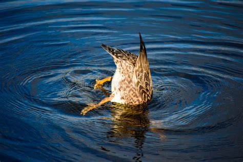 A Pretty Duck Upside Down Stock Photo Image Of Animals 183467812