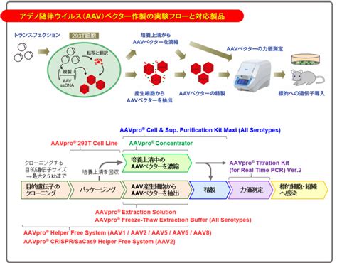 アデノ随伴ウイルス（aav）ベクターによる遺伝子導入 Q＆a：qanda｜タカラバイオ株式会社