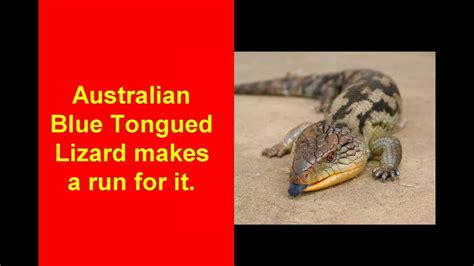 Blue Tongued Lizard Makes A Run For It Youtube