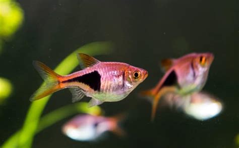 Neon Green Rasbora (Microdevario kubotai): Care & Lifespan - Fish ...