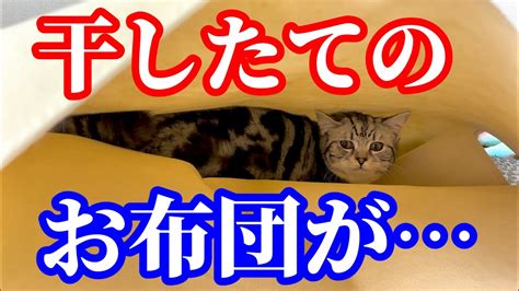 干したてのお布団が大好きな子猫 Youtube