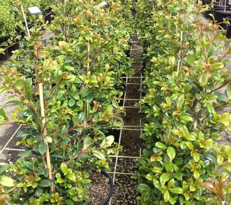 Syzygium Australe Hinterland Gold Wholesale Nursery Nurseries In