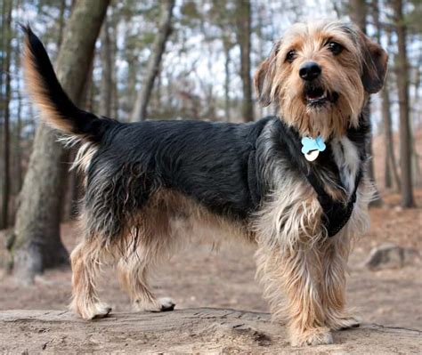 Top 15 Coolest Cutest And Most Popular Terrier Mixes Terribly Terrier