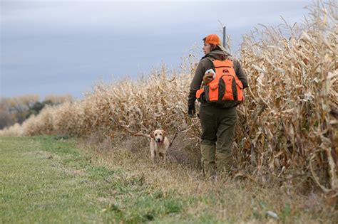 23 Pheasant Hunting Tips to Put More Roosters in the Bag | Outdoor Life