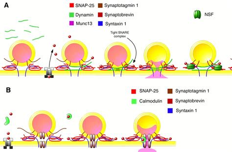 Cycling Of Synaptic Vesicles How Far How Fast Sciences Stke