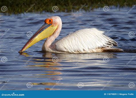 Great White Pelican in Breeding Plumage, Kenya Stock Image - Image of ...