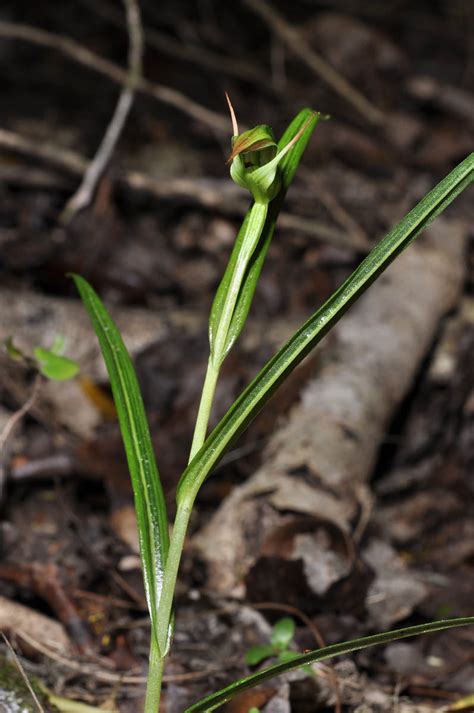 Pterostylis Graminea Orchidaceae Image At Phytoimages Siu Edu