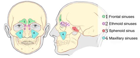 Nose Sinus Flashcards Quizlet