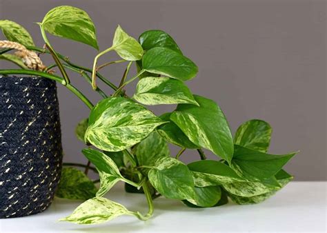 Pothos Leaves Turning Yellow Causes And Solutions