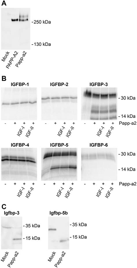 Figure From Papp A Modulates Development Of Cranial Cartilage And