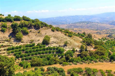 Kolios Winery Paphos District Cyprus Cyprus Inform