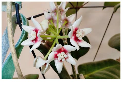 Hoya Calycina Stargazer Flowers On The Windowsill Vermont Hoyas